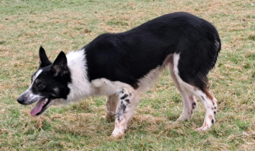 Spot