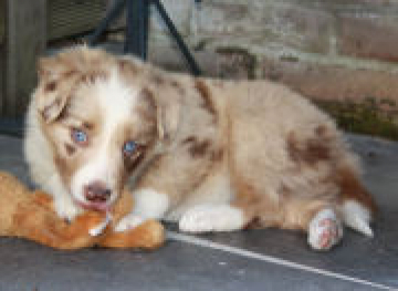 Silverwood's Pride Keira