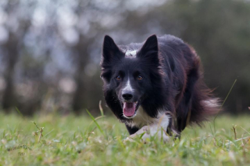 Apache von der Chestnut Ranch