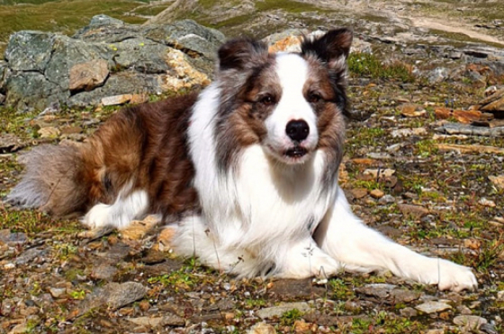 Eski-Van Zoe's Clan Fraser