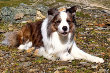 Eski-Van Zoe's Clan Fraser