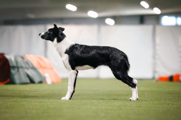 Born To Be Killer Feature