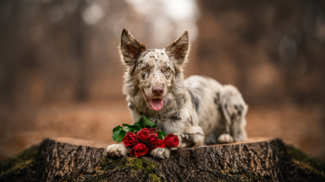 Coyote from Wapello forest