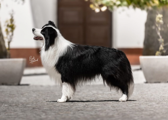 Bealtaine Vance Dandelions