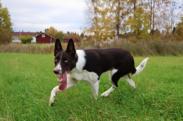 Polarsmile Suklaamuro