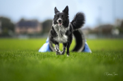 Shepherds Wish T-Keela