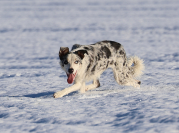 Starlight In The Sky Colline Rove