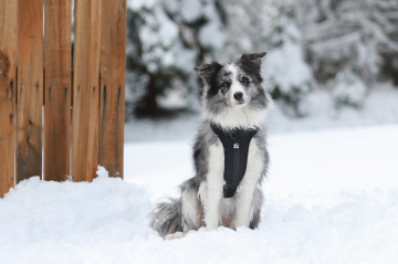 Misty Kangchenjunga Mountain Addiction
