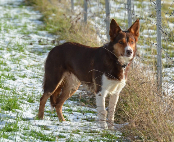 Sansa de la Cite de la Faiencerie