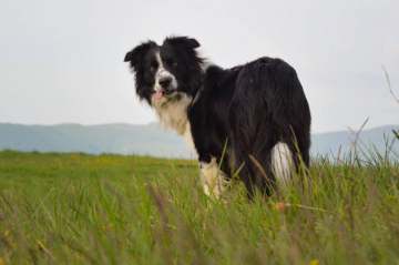 Calf Dozer Unis Kynopolis