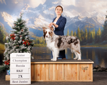 Ice Guard Reign Knight