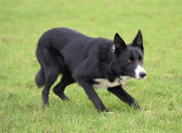 Mwnt Jock