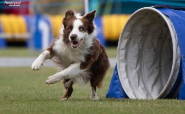 Fearless Flying Dynamic Dude