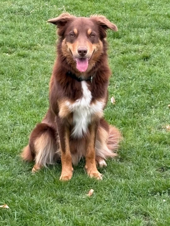 Ultimate from Shepherds Own