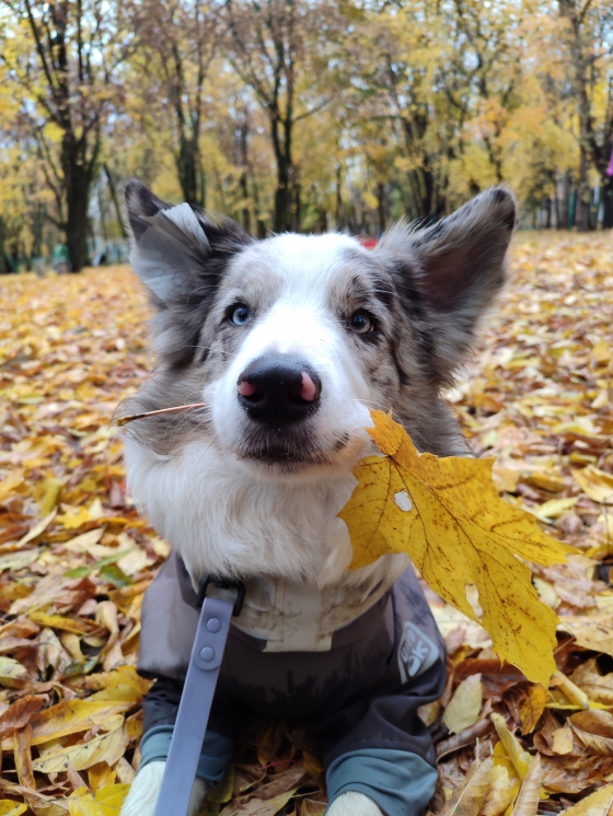 Seventy Seven Dream Wanderer