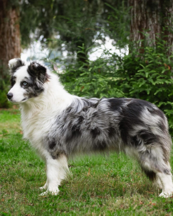 Shoreland's Tr Mystic Chi