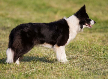 Dumf and Galwy Halli Galli