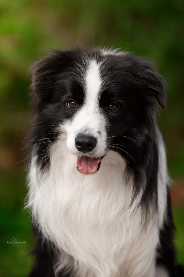 Prefect Ice Guard ZZ Top