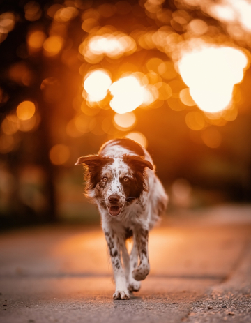 A Redwood Mizuri Mountains