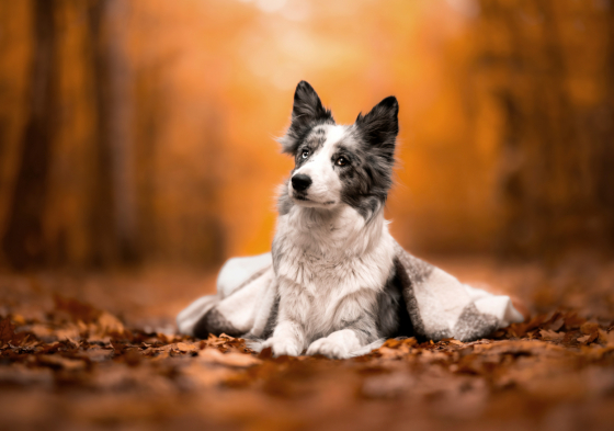 Adorabay Batura Sari