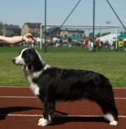 Border Collie Moments Blue Moon DRF