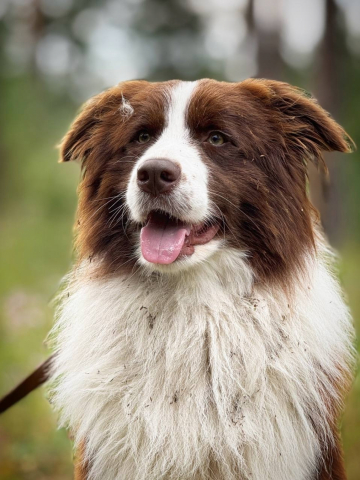 Demiart Ria Joie De Vivre