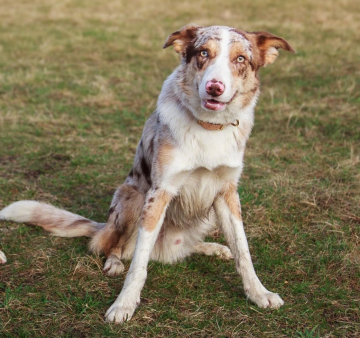Luminal AfiAhy Family Geluzee