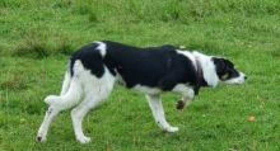 Sheepchaser's Kai