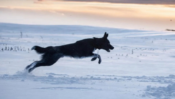 Simply Fab Vexor Shepter