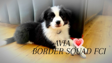 Avia Border Squad