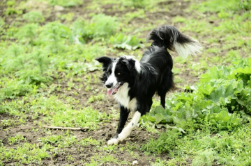 Artek South Sea Diamond