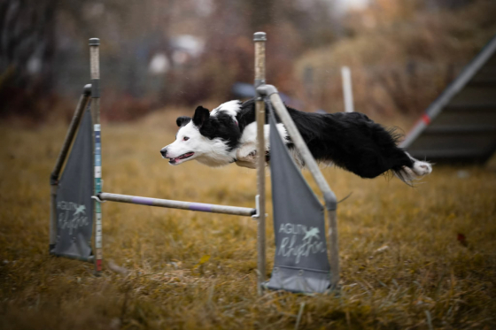 Chase The Split Second Dancing Paws