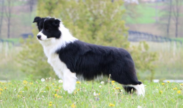 Nahrof Shot in Secret