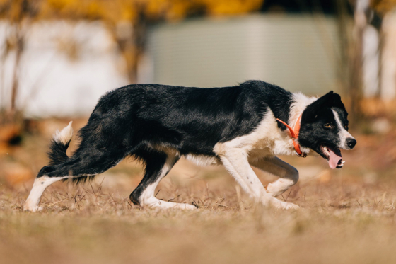 Millison Park Dollar