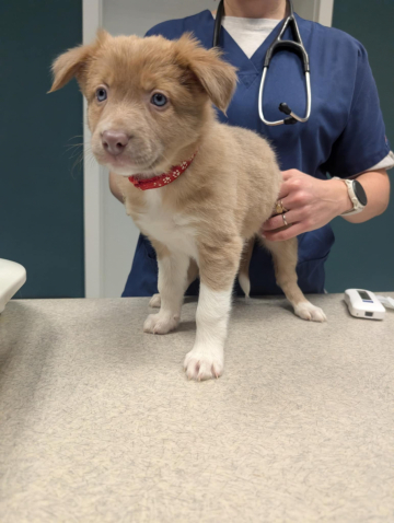 You Were Born To Fight For Dreams From Flying Colors Borders