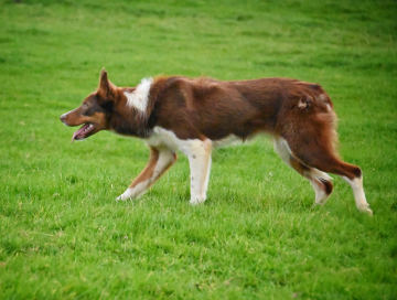 Amytree Fox