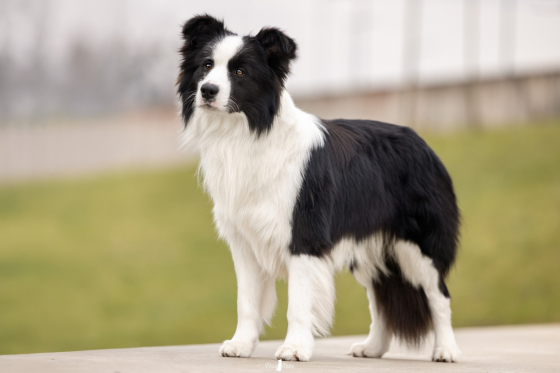 Bruce Willis Of Evethadam