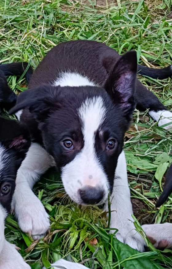 Bean De La Ferme Du Sideras