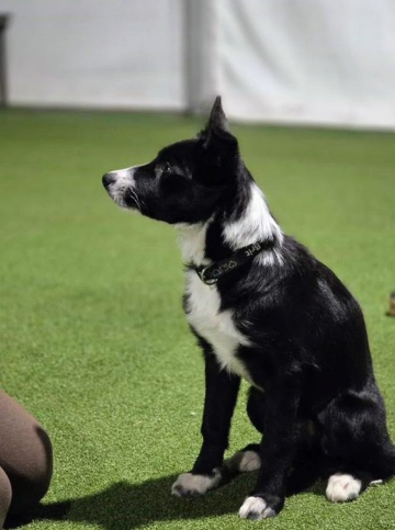 Tulli Bonnie Scotland