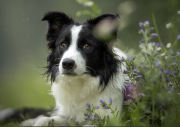 Arvok von den Hundtastischen Wolfen