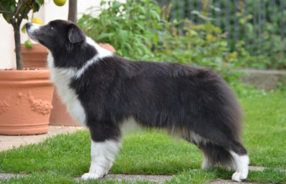 Allymoon Yunsognoc'e