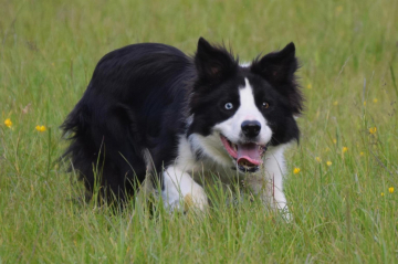 Tweeddale Blue