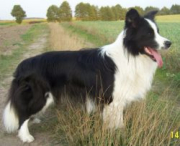 Dodi Stars Border Collies