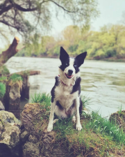 Born for herding Adelaine Hope