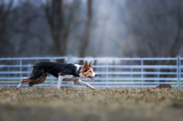 Luna Tale Raise me Up Gin