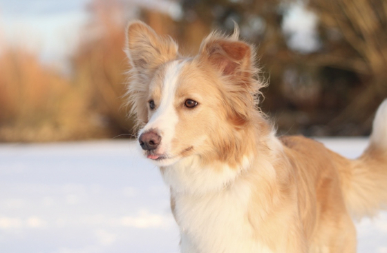 Avril Pierre de Lou TP