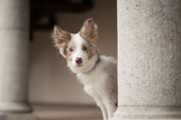 Oceanic Varus at Border On Board