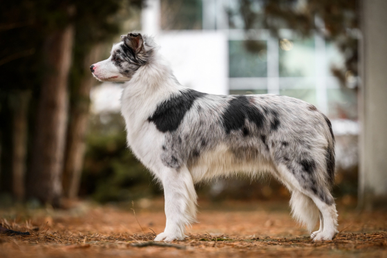 Victoria Stars Border Collies