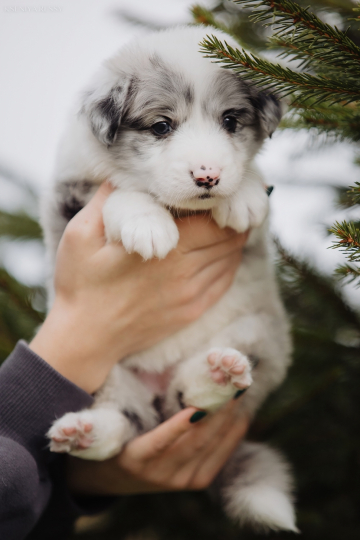 Rutagor Tropinka K Solntsu