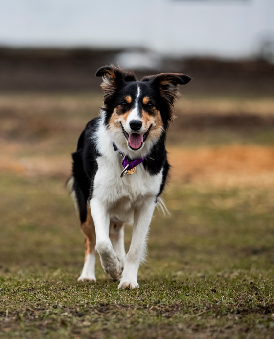 Path Of Eternal Hunt